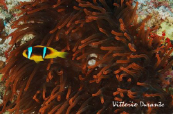 A clown fish protects himself in a red anemone. Sorry for... by Vittorio Durante 